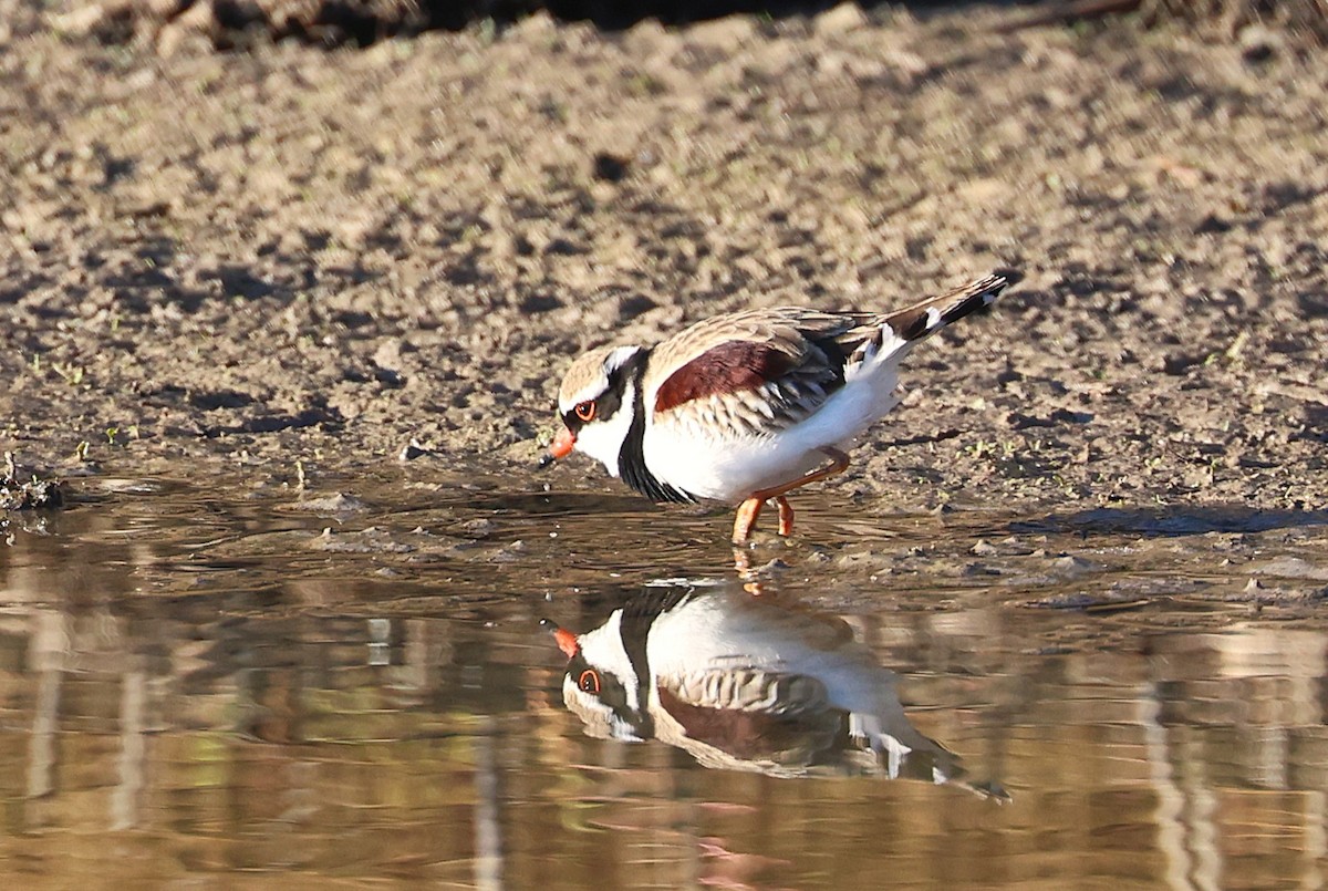 Black-fronted Dotterel - ML638301914