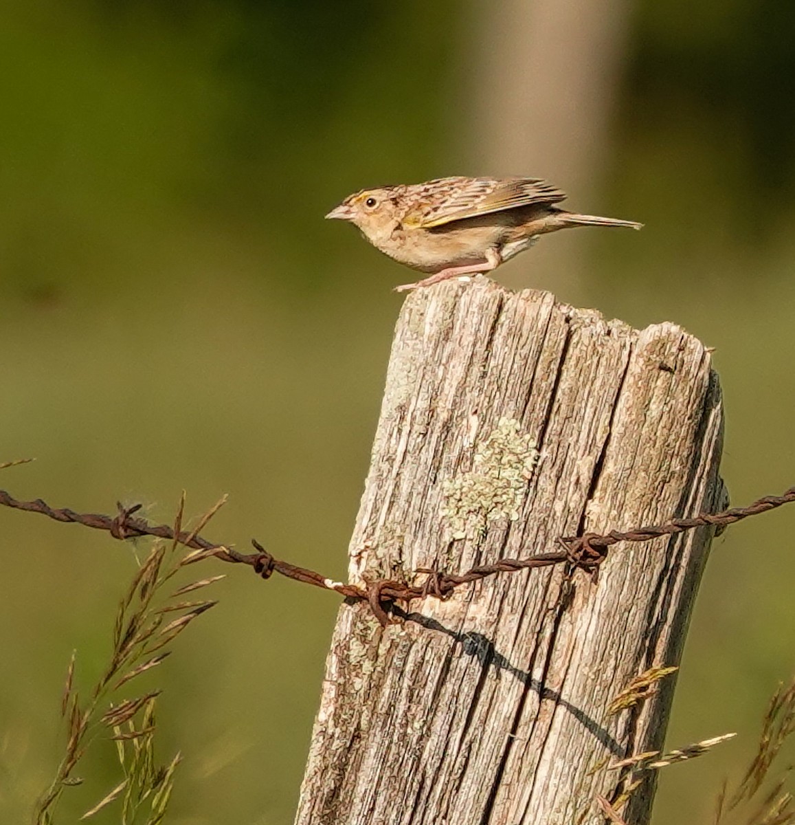 Grasshopper Sparrow - ML638301915