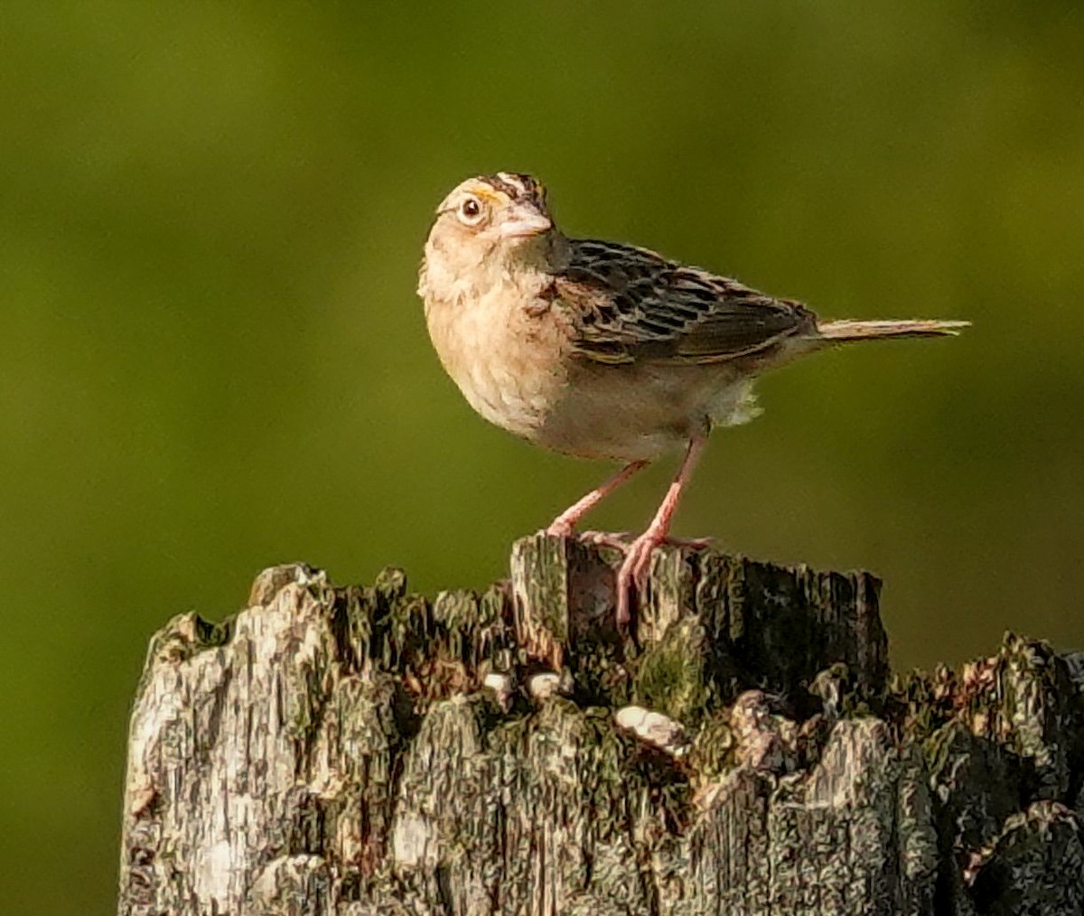 Grasshopper Sparrow - ML638301916