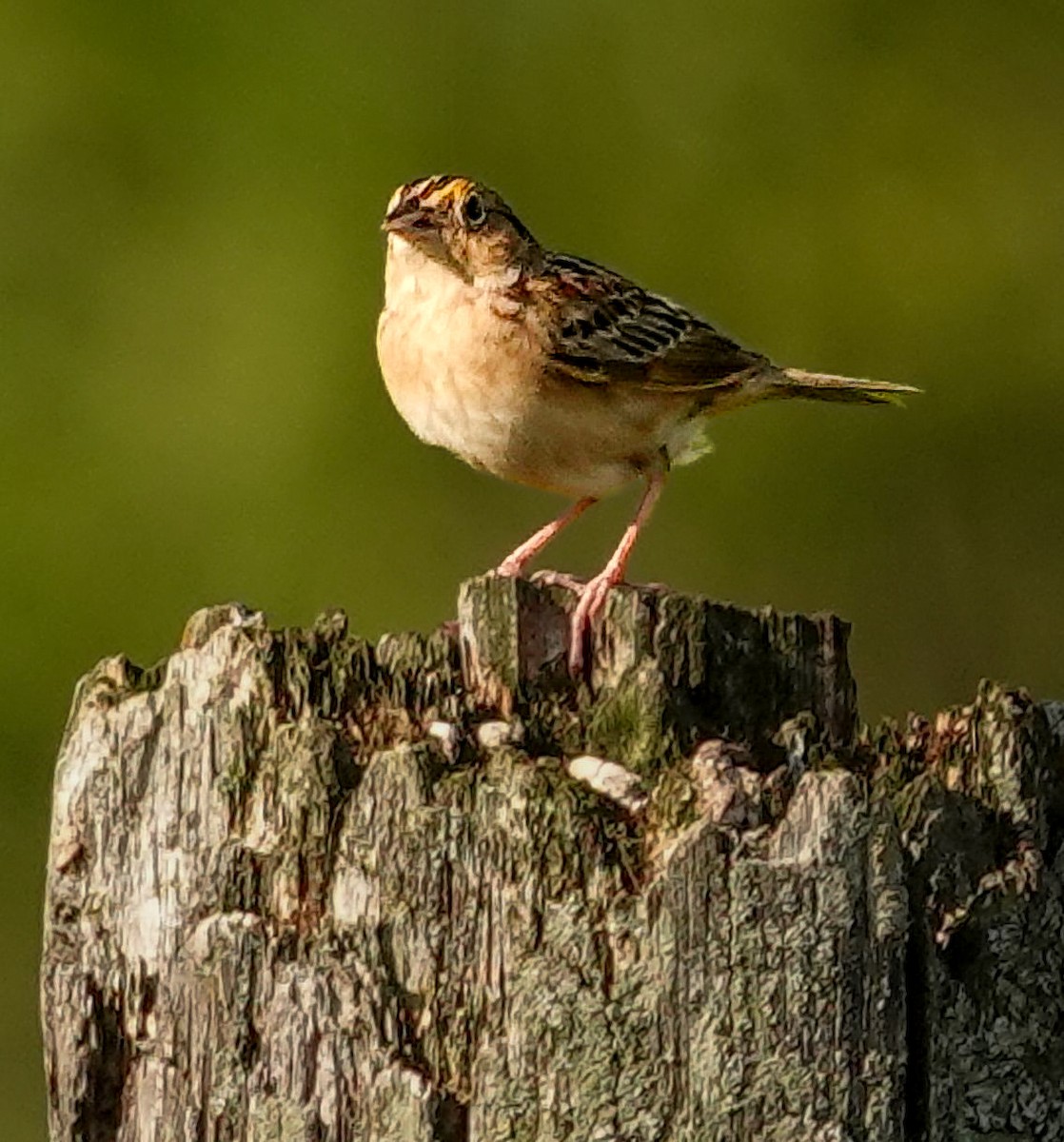 Grasshopper Sparrow - ML638301917