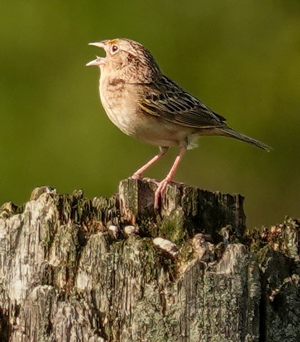 Grasshopper Sparrow - ML638301918