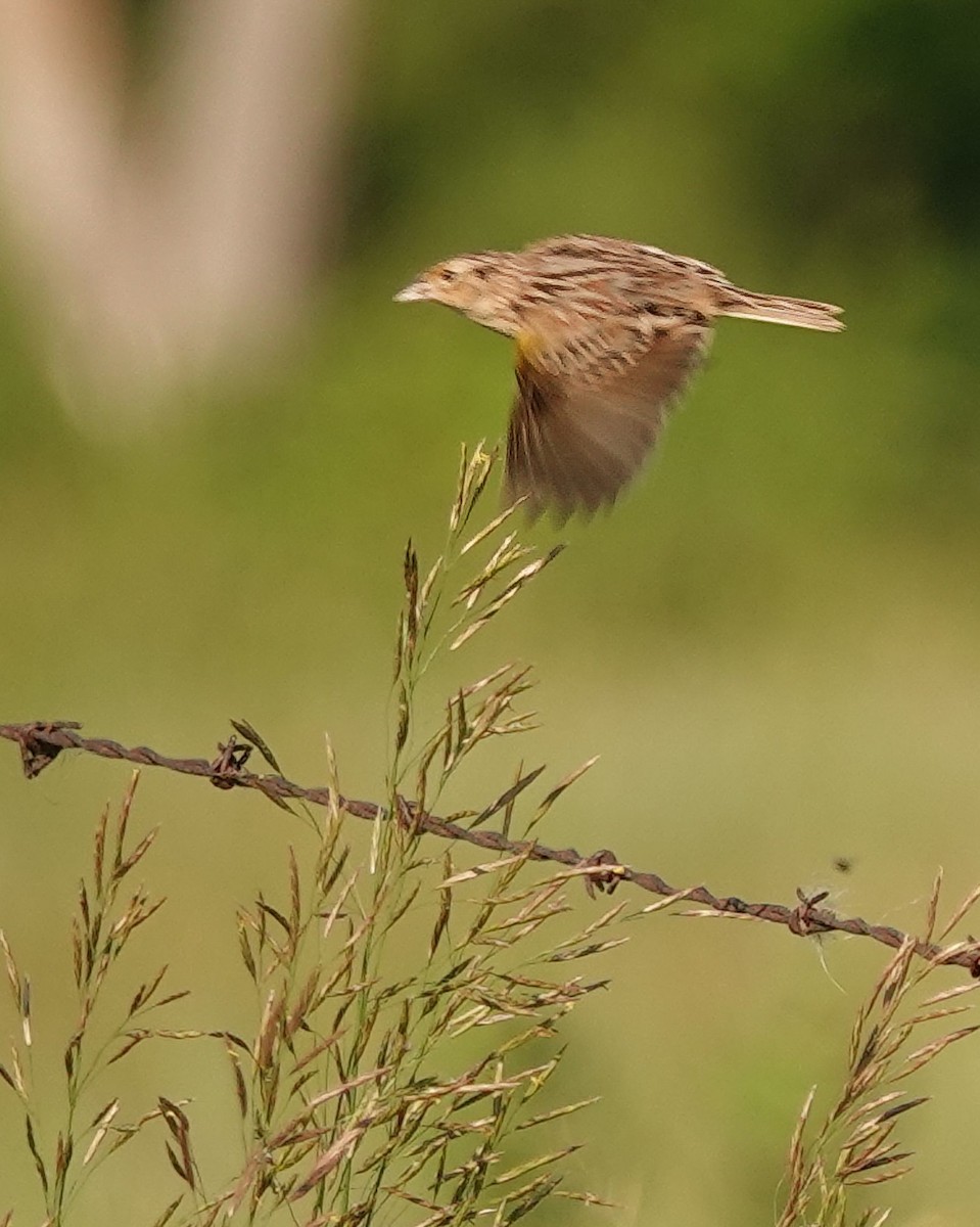 Grasshopper Sparrow - ML638301919