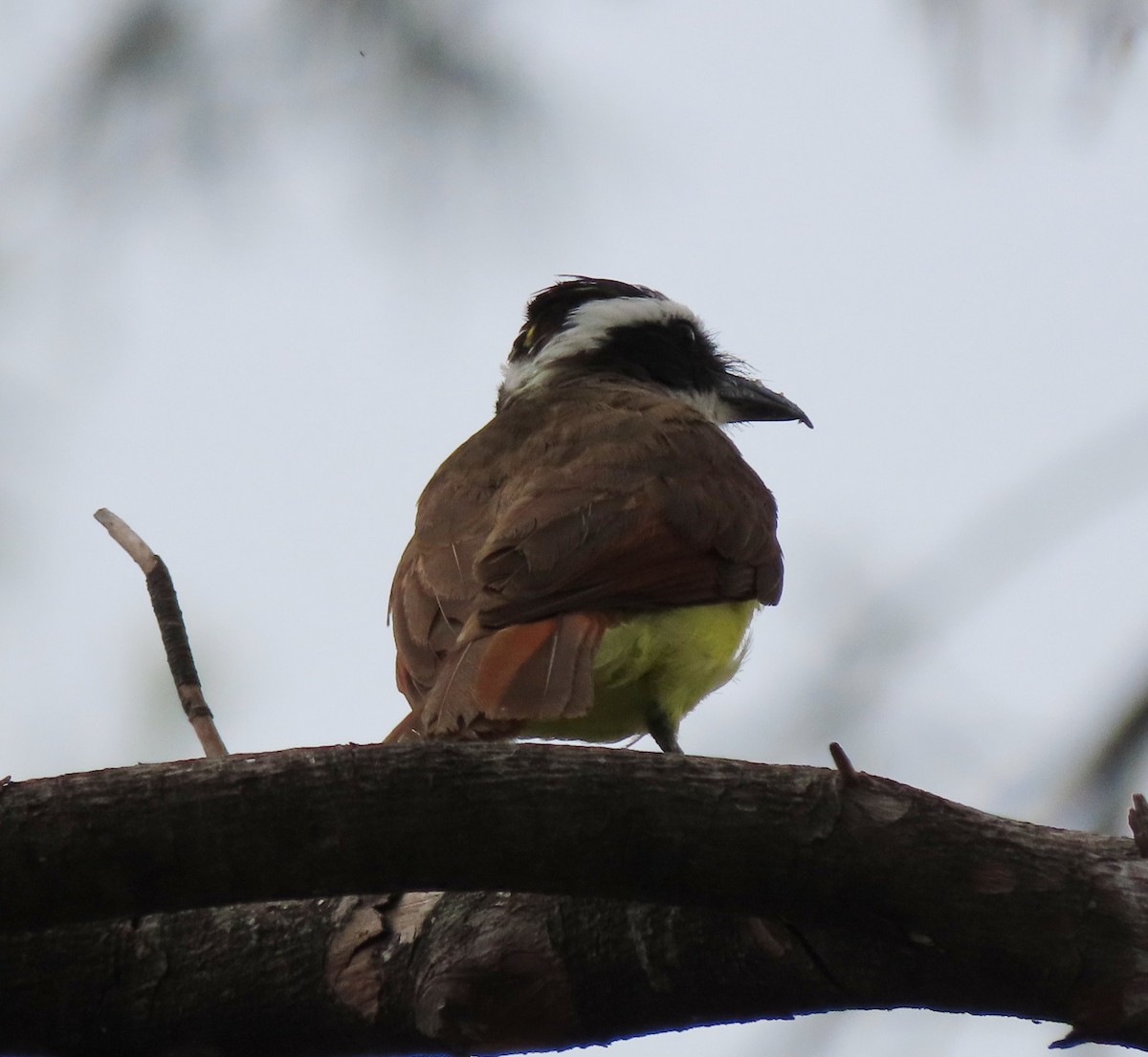 Great Kiskadee - ML638301924