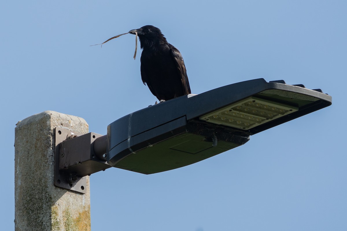 Fish Crow - ML638301925