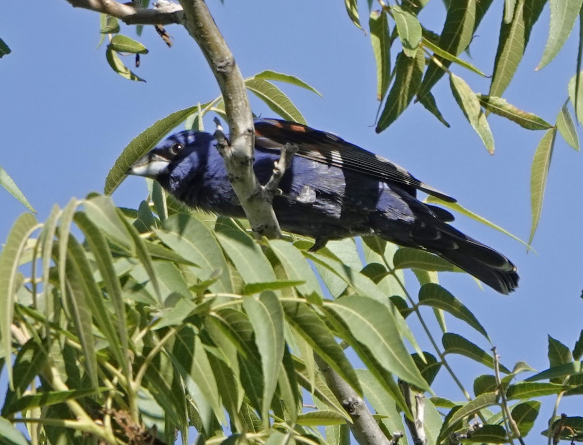 Blue Grosbeak - ML638301929
