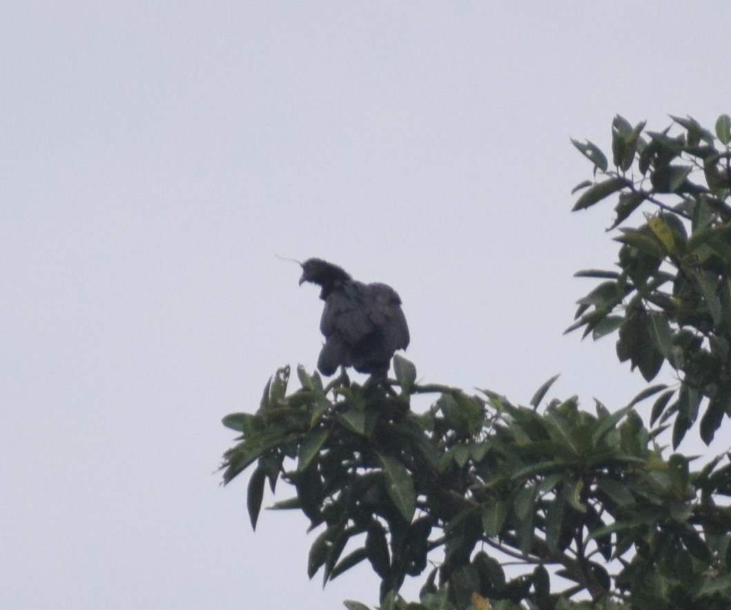Horned Screamer - ML638301936