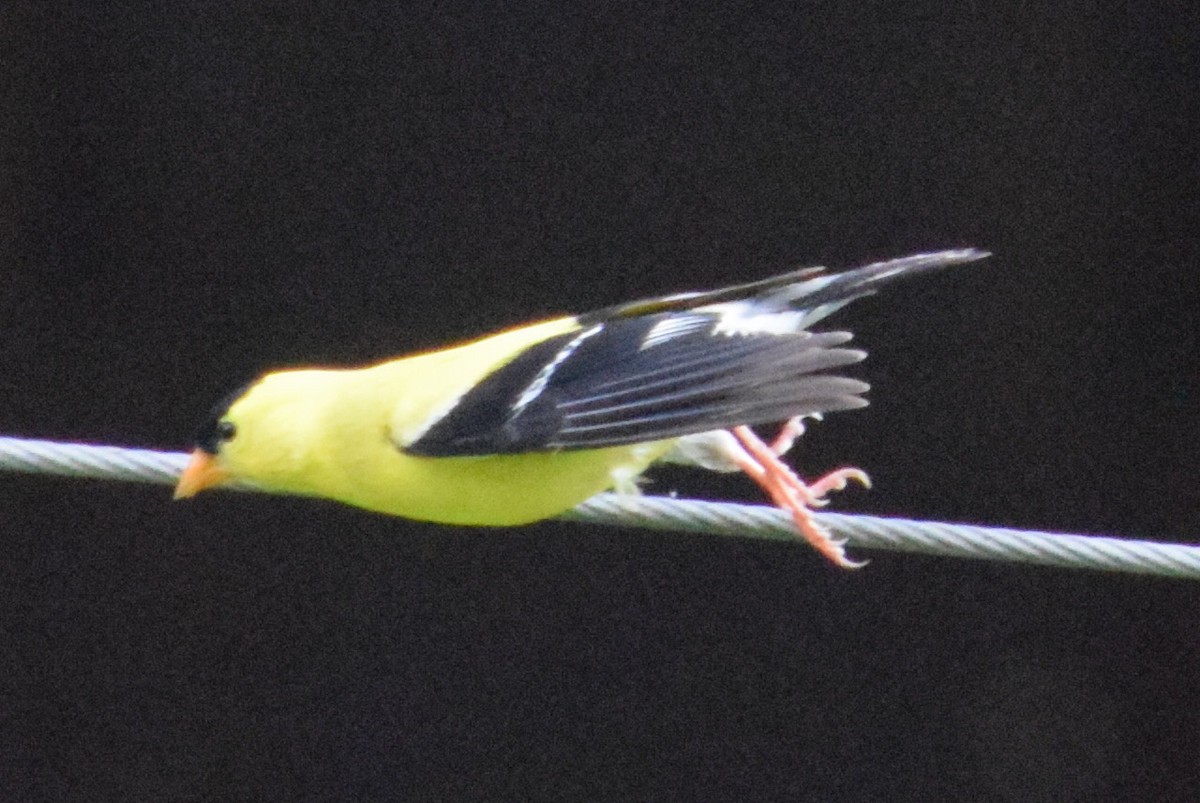 American Goldfinch - ML638301942