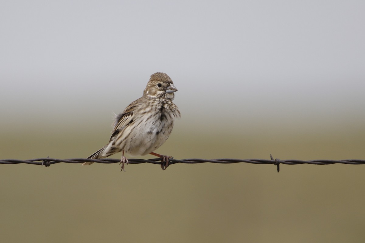 Lark Bunting - ML638301948