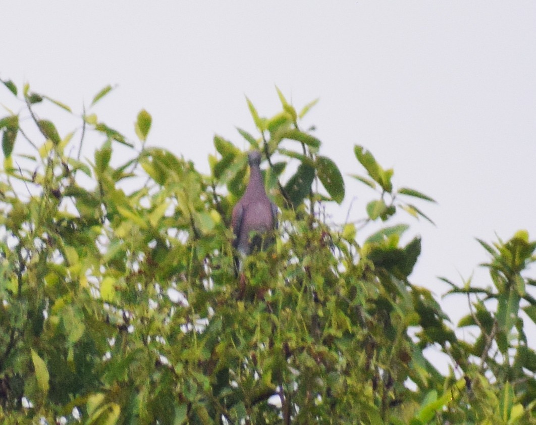 Pale-vented Pigeon - ML638301950
