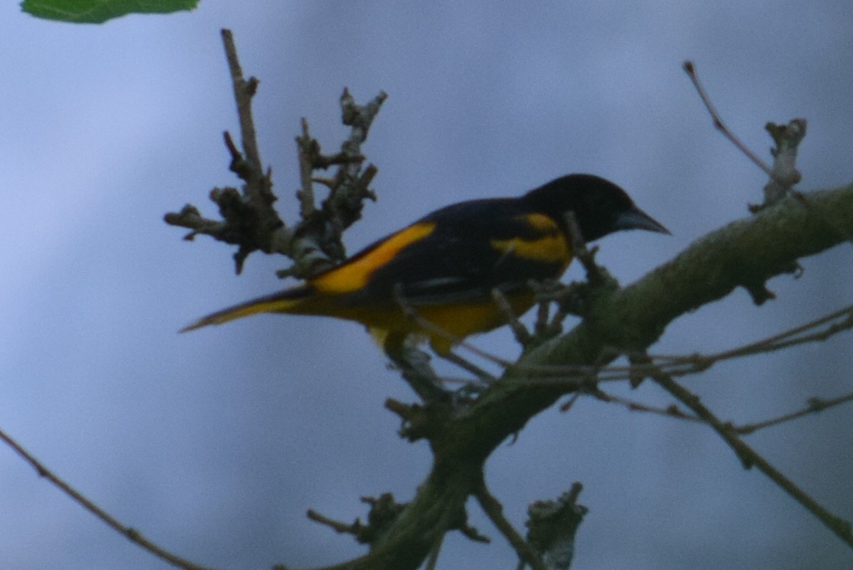 Baltimore Oriole - ML638301953