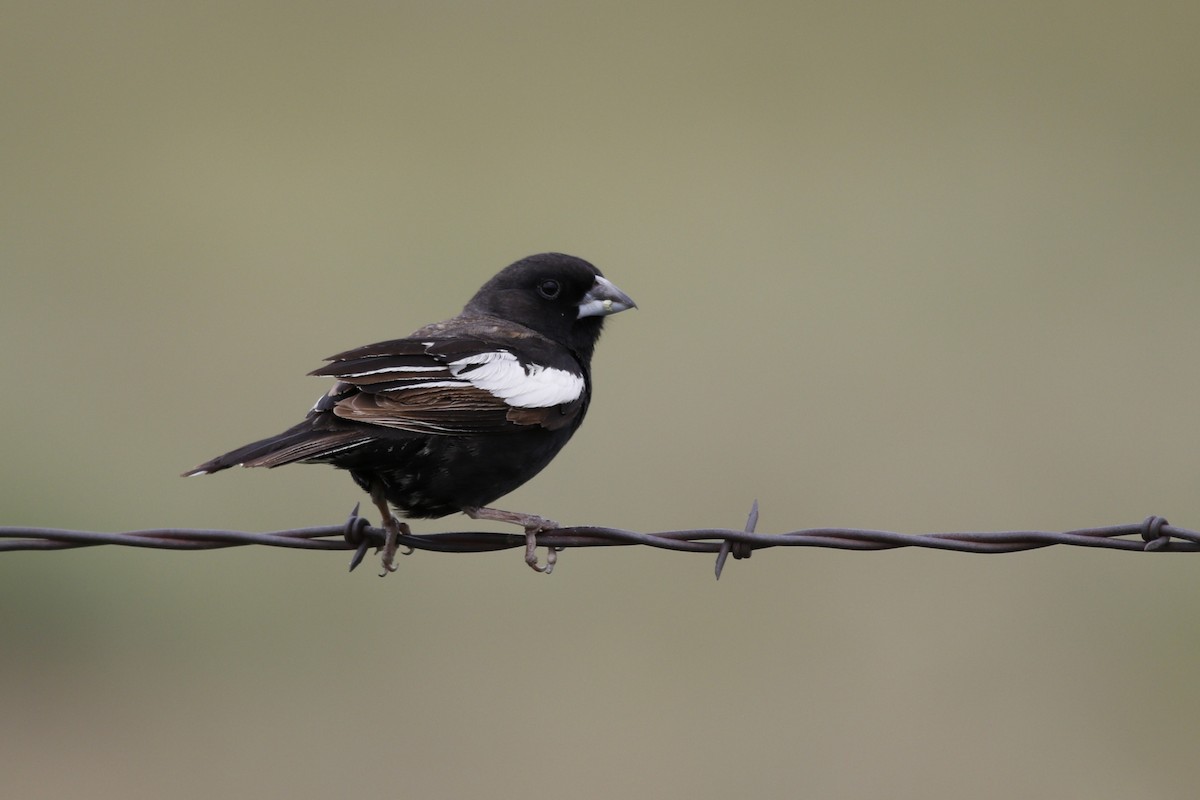 Lark Bunting - ML638301956