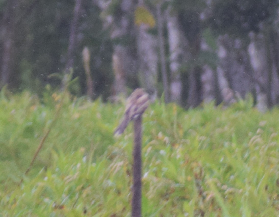 Ladder-tailed Nightjar - ML638301959