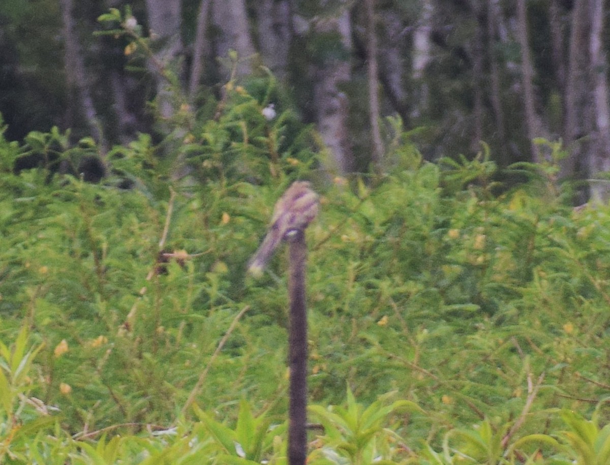 Ladder-tailed Nightjar - ML638301960