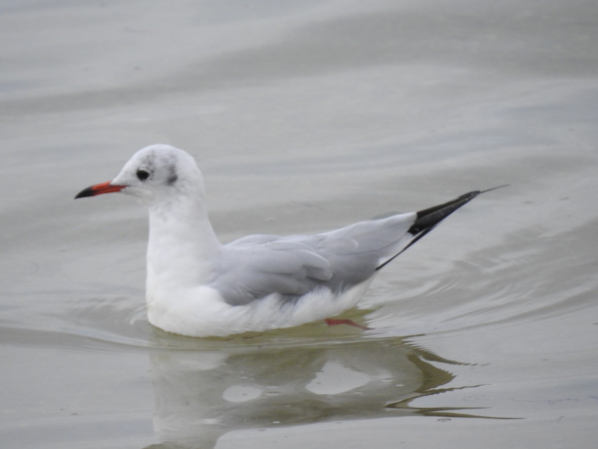 Black-headed Gull - ML638301966