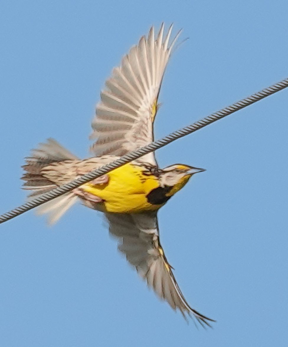 Eastern Meadowlark (Eastern) - ML638301970