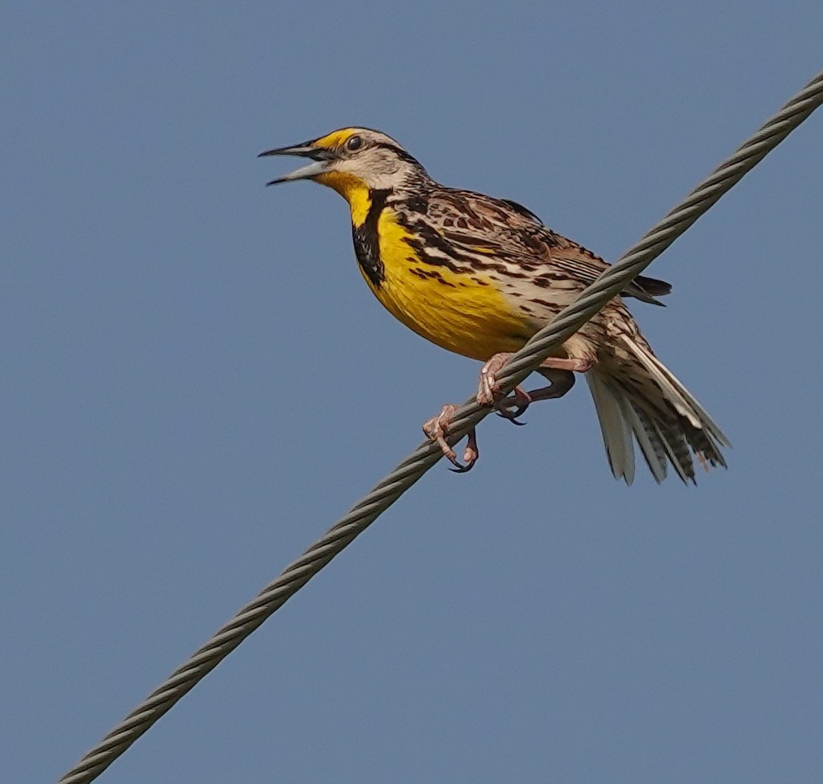 Eastern Meadowlark (Eastern) - ML638301971