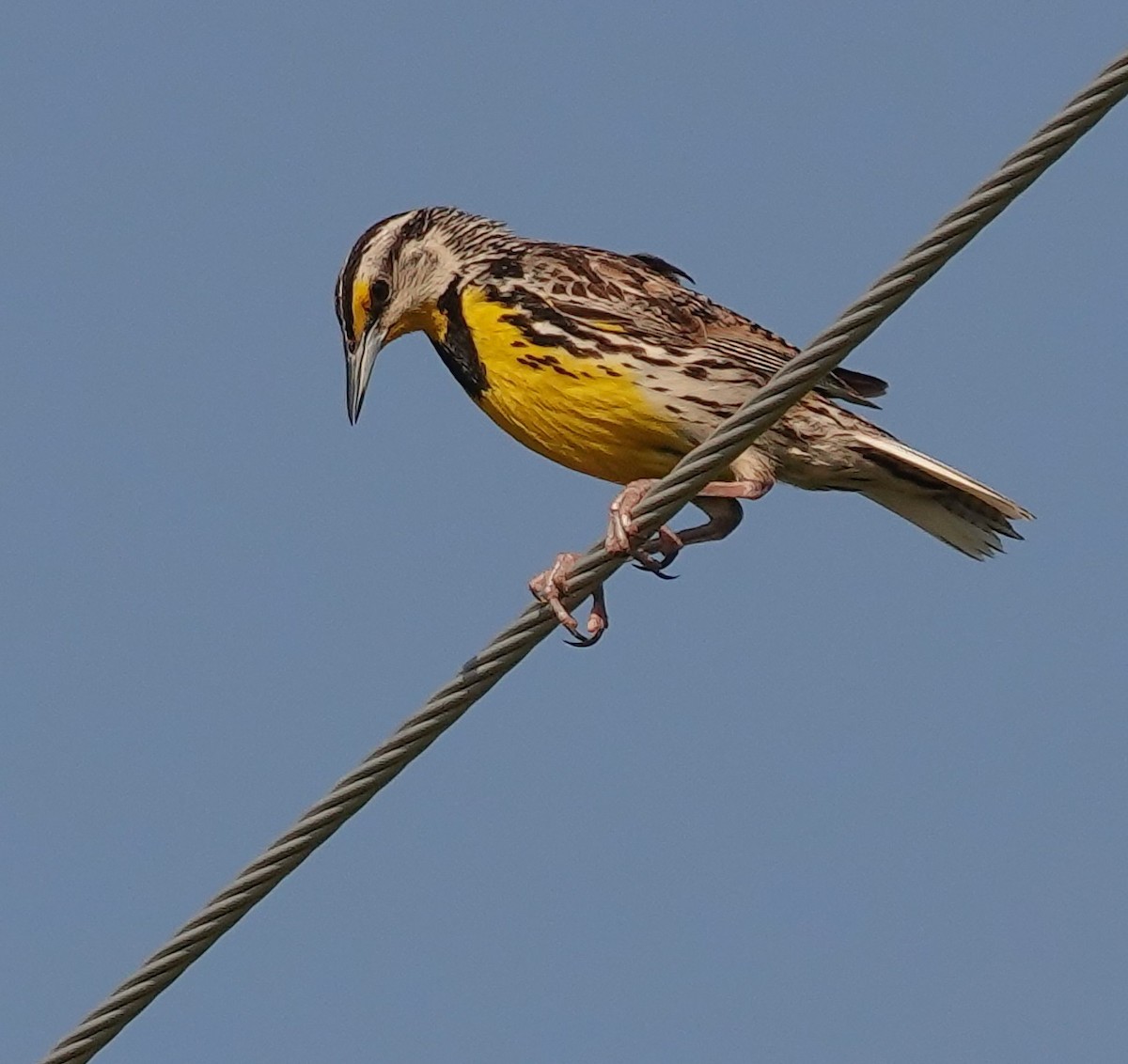 Eastern Meadowlark (Eastern) - ML638301972