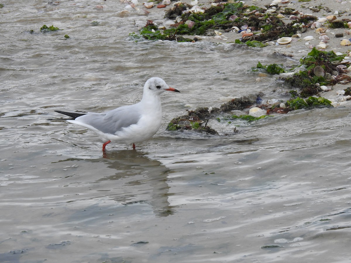 Black-headed Gull - ML638301975