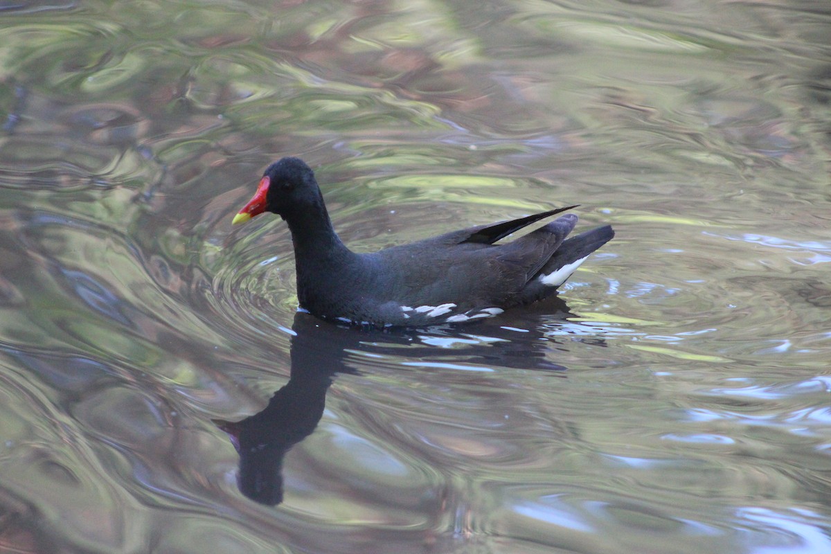 Eurasian Moorhen - ML638301976