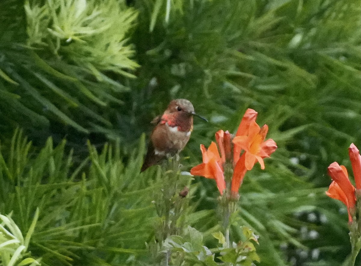Allen's Hummingbird - ML638301980