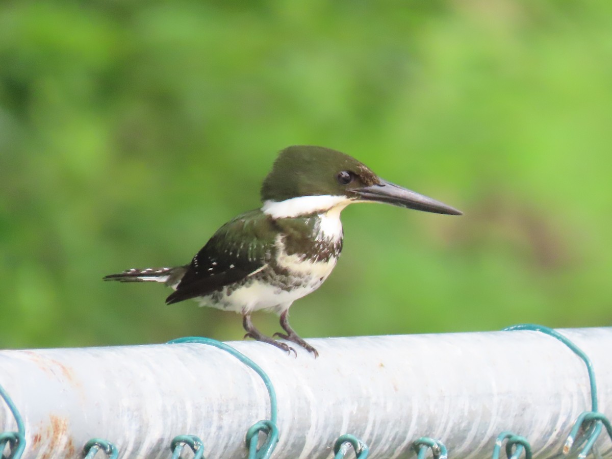 Green Kingfisher - ML638301981