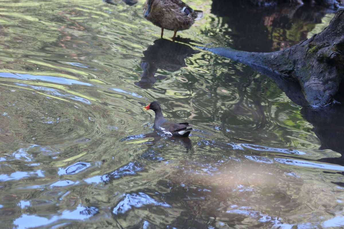 Eurasian Moorhen - ML638301986