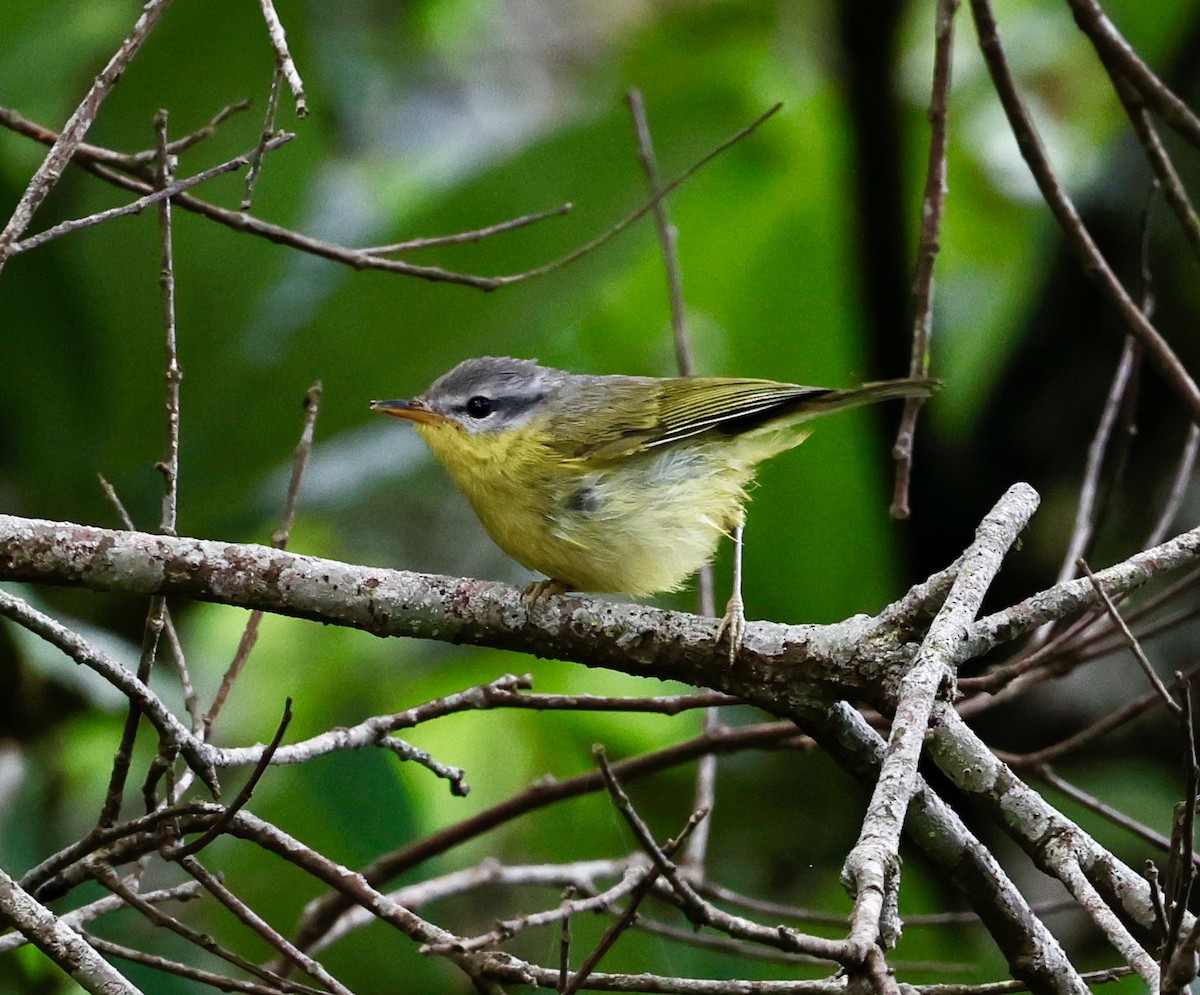Gray-hooded Warbler - ML638301987