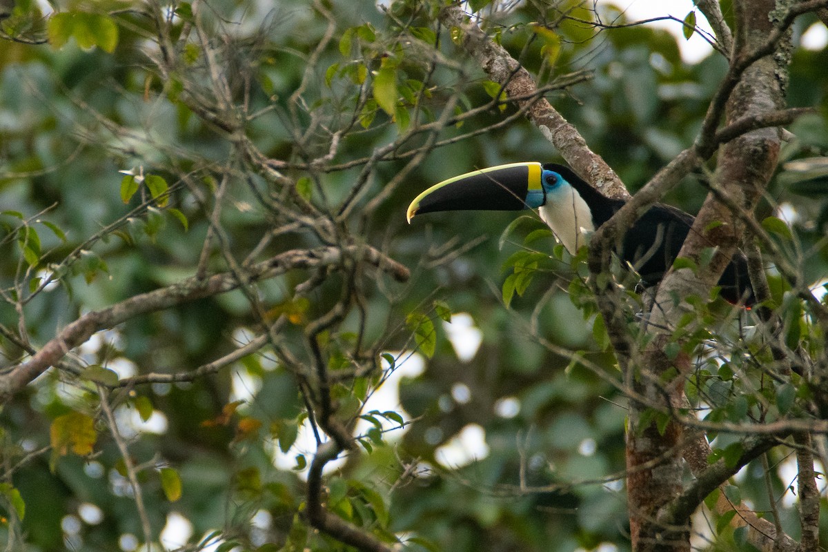 White-throated Toucan - ML638301989