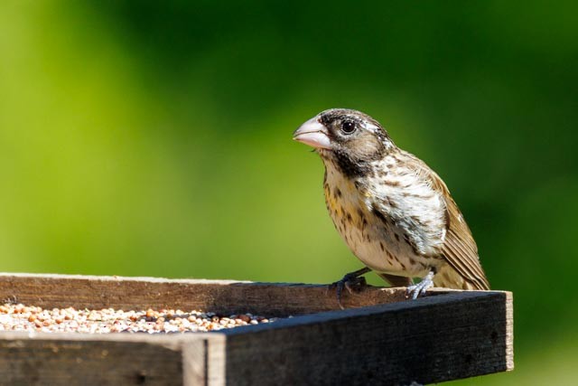 Rose-breasted Grosbeak - ML638301997