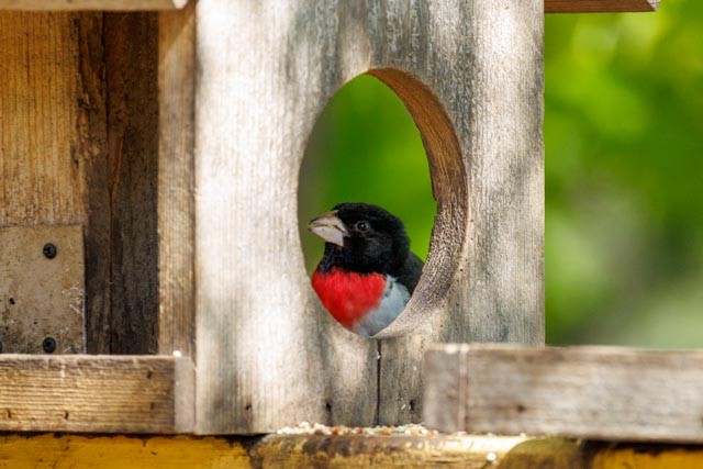 Rose-breasted Grosbeak - ML638301998
