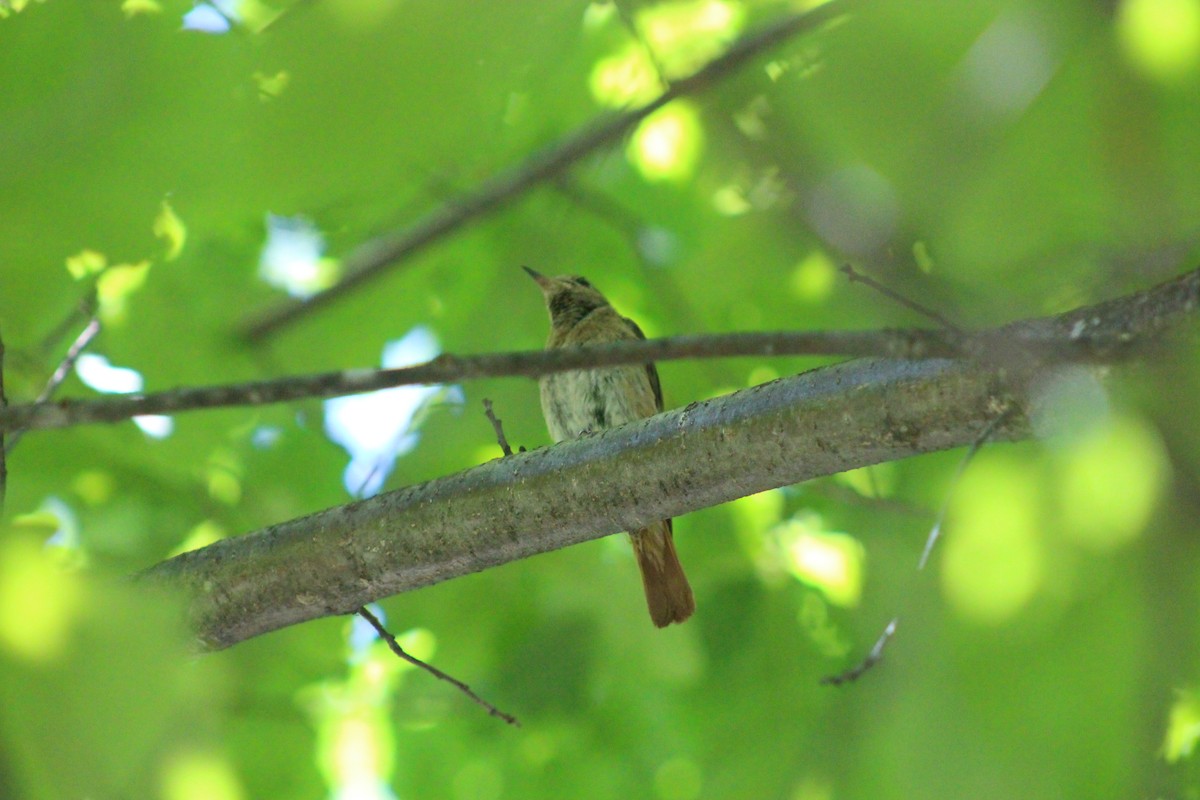 Common Redstart - ML638302000