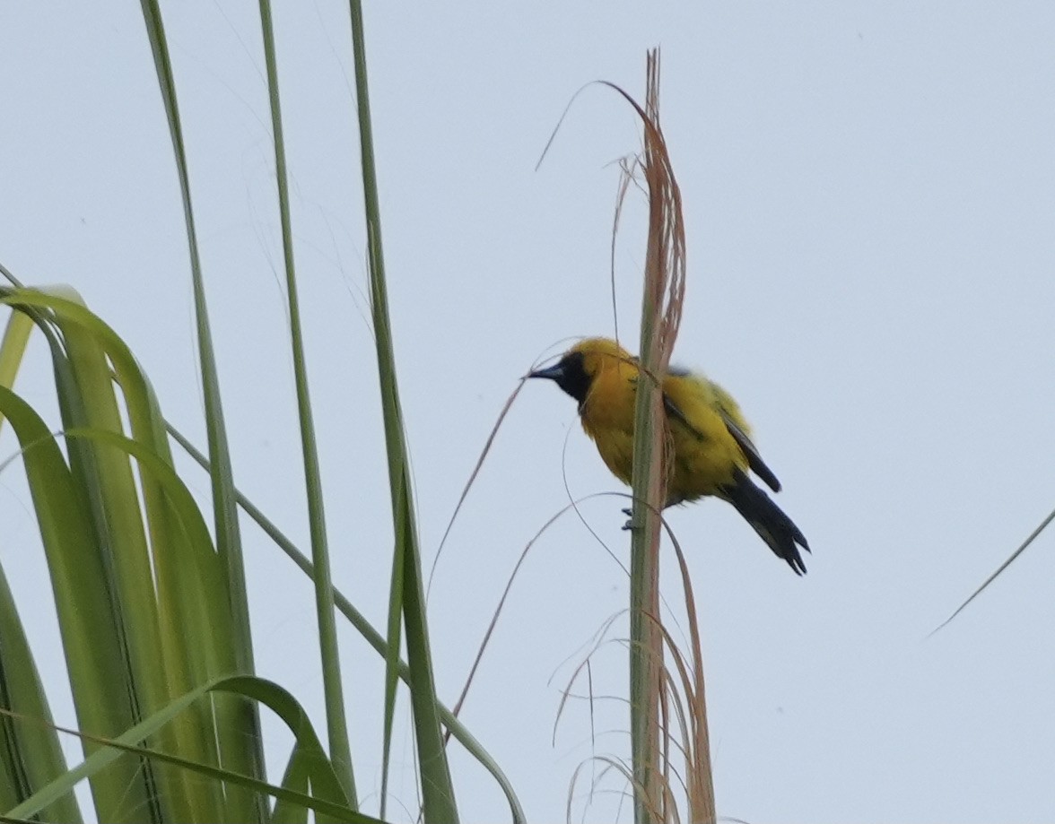 Hooded Oriole - ML638302005