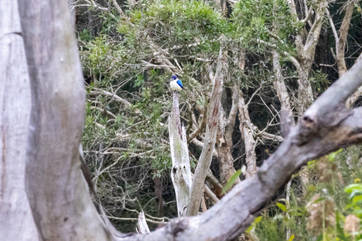 Forest Kingfisher - ML638302012