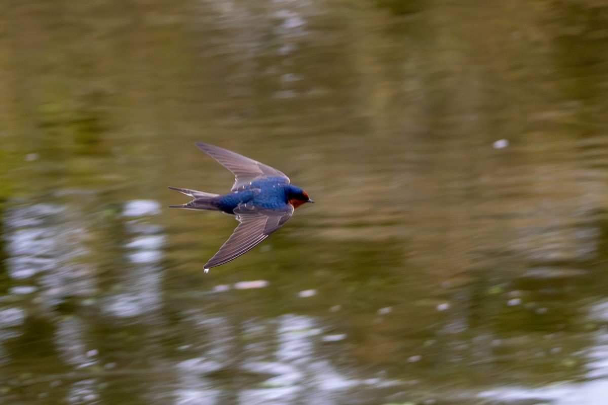 Welcome Swallow - ML638302024