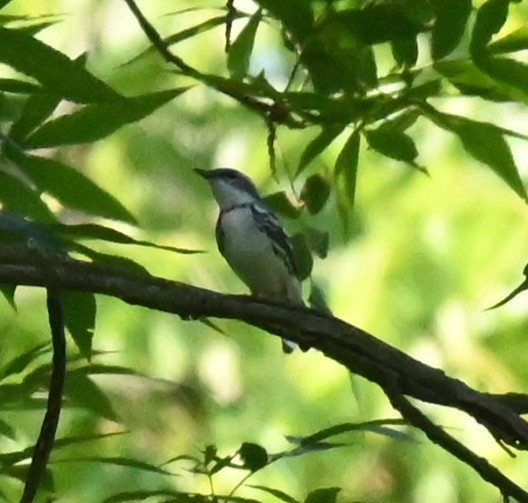 Cerulean Warbler - ML638302028