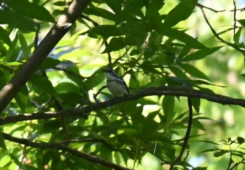 Cerulean Warbler - ML638302029