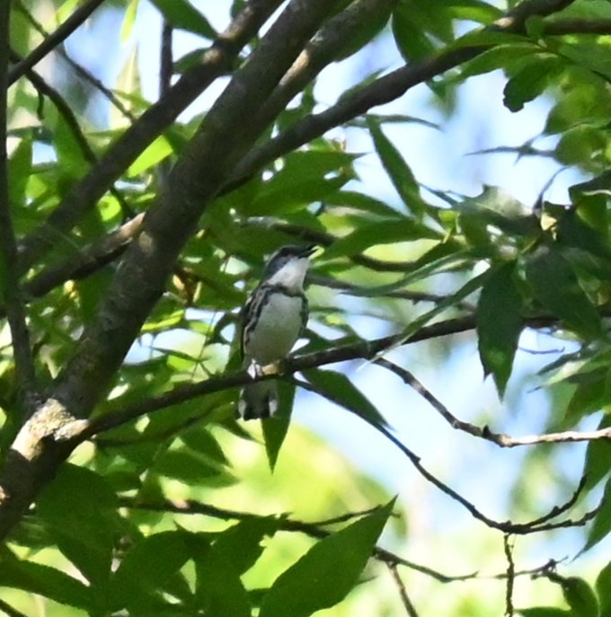 Cerulean Warbler - ML638302030