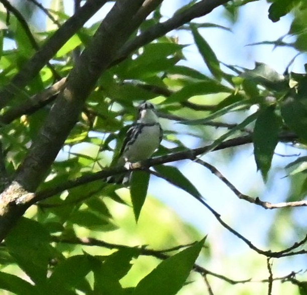 Cerulean Warbler - ML638302031