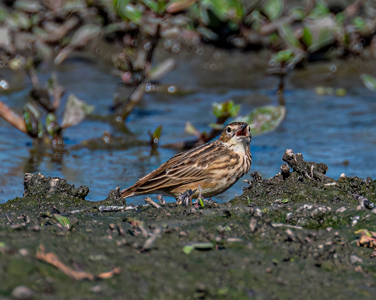 Yellowish Pipit - ML638302033