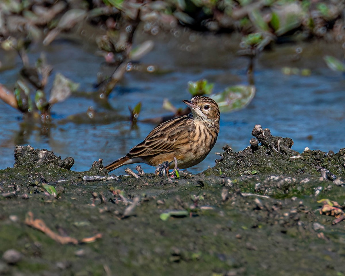 Yellowish Pipit - ML638302034