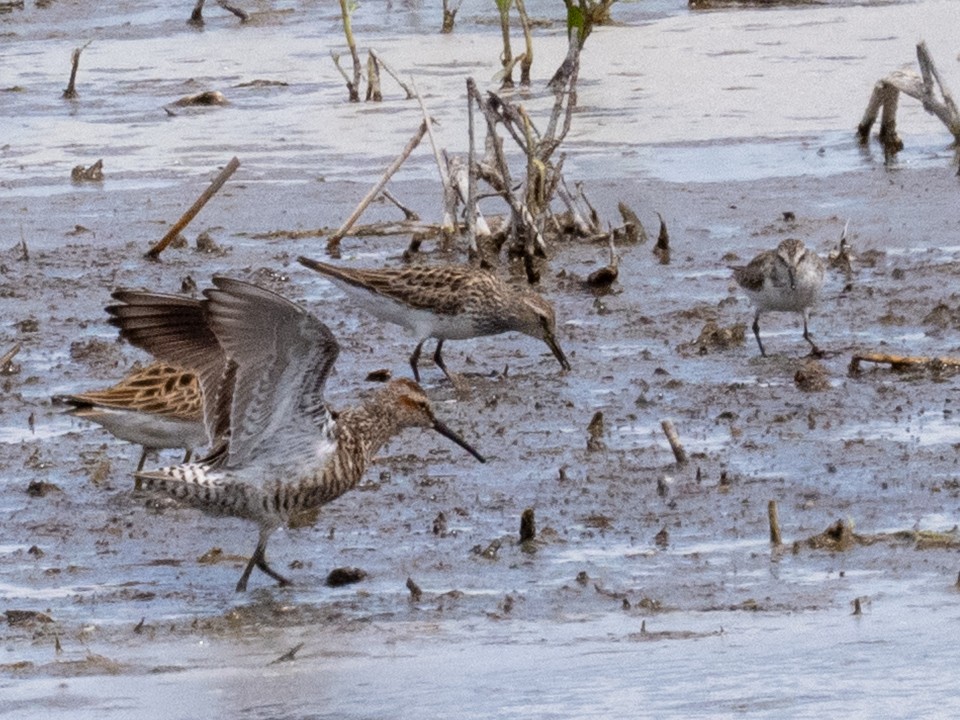 Stilt Sandpiper - ML638302036