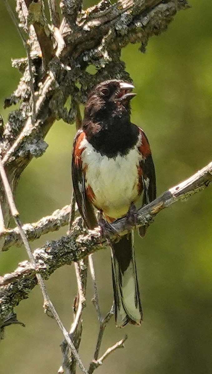 Eastern Towhee - ML638302038