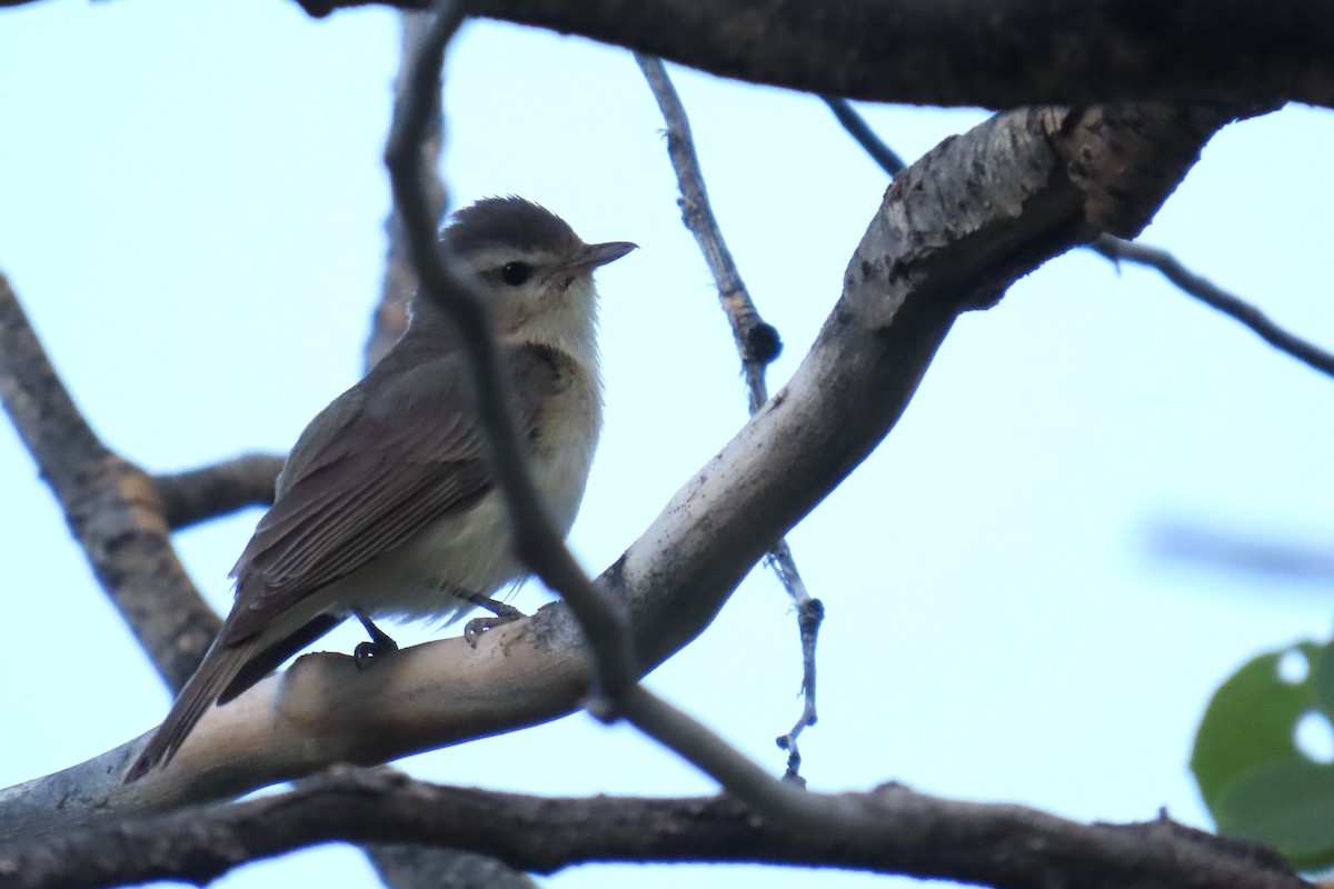 Warbling Vireo (Western) - ML638302041