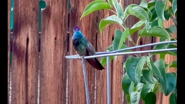 Rivoli's Hummingbird - ML638302050