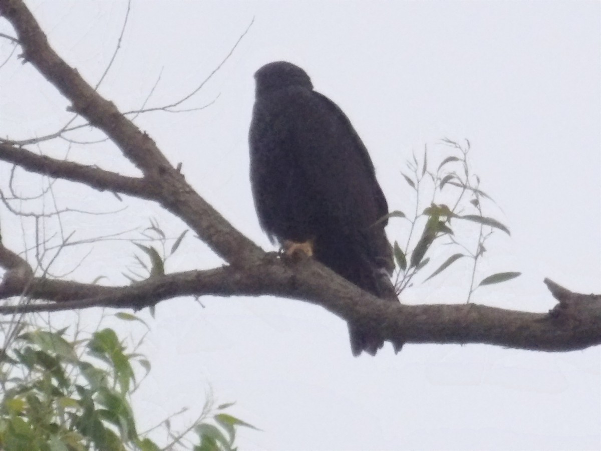 Zone-tailed Hawk - ML638302060