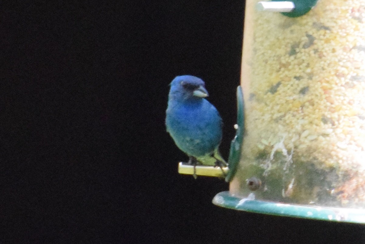 Passerin indigo - ML638302063