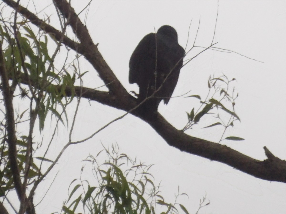 Zone-tailed Hawk - ML638302066