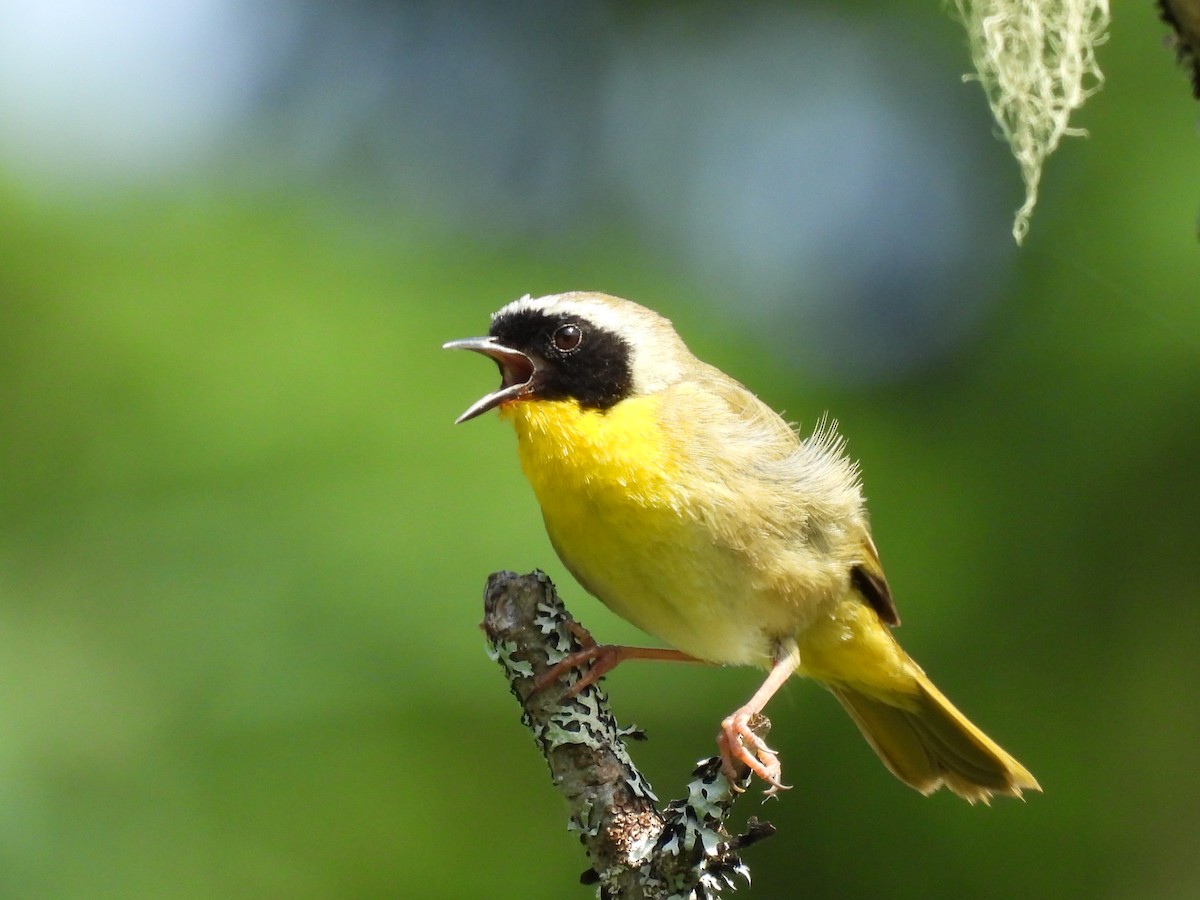 Common Yellowthroat - ML638302068