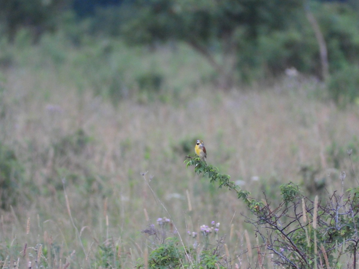 Dickcissel - ML638302075