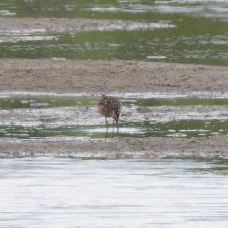 Short-billed Dowitcher - ML638302078